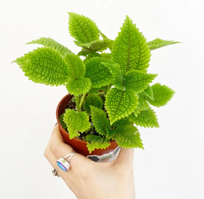 4” Pilea Moon Valley