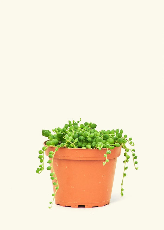 4” String of Pearls