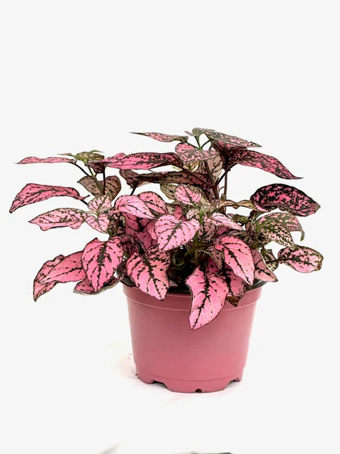 4” Rose Splash Plant