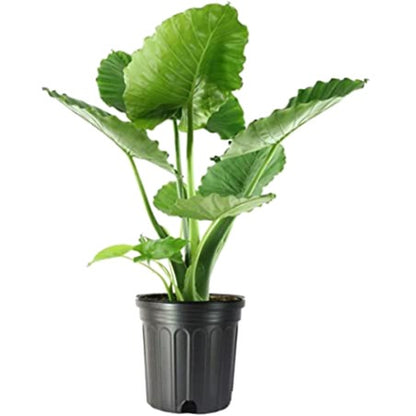 10” Alocasia Odora ( Elephant Ear)