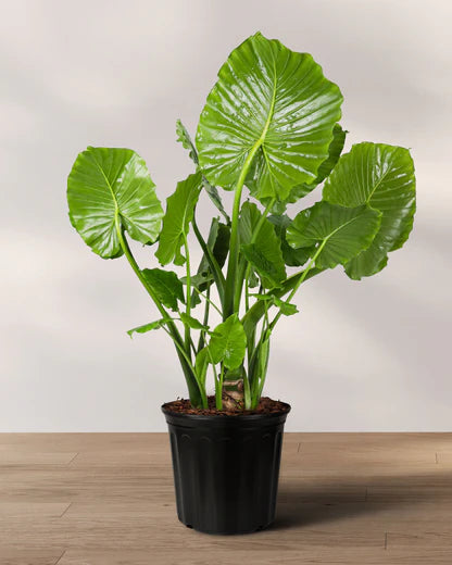 10” Alocasia Odora ( Elephant Ear)