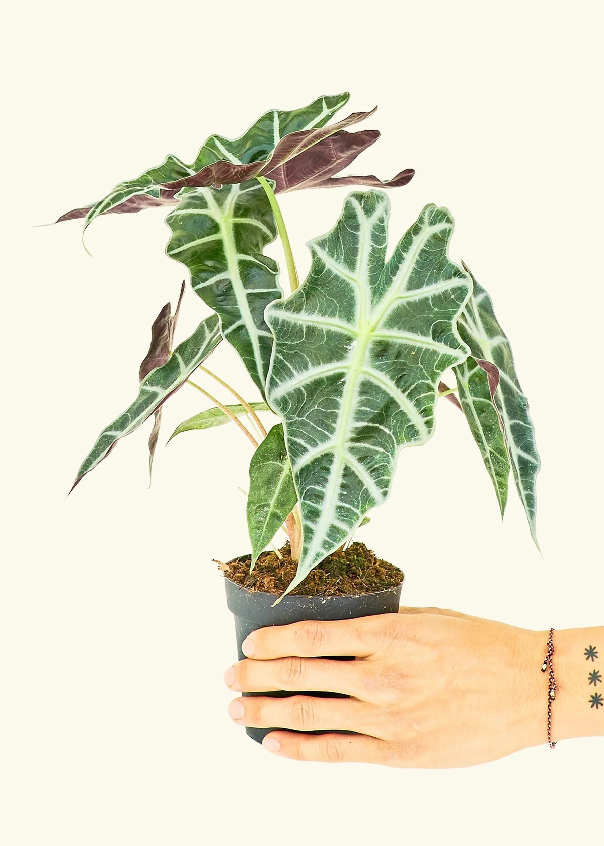 4” Alocasia Bambino Plant