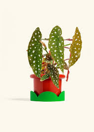 4” Begonia Maculata Plant