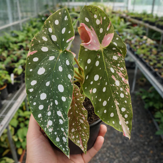 4” Begonia Maculata Plant