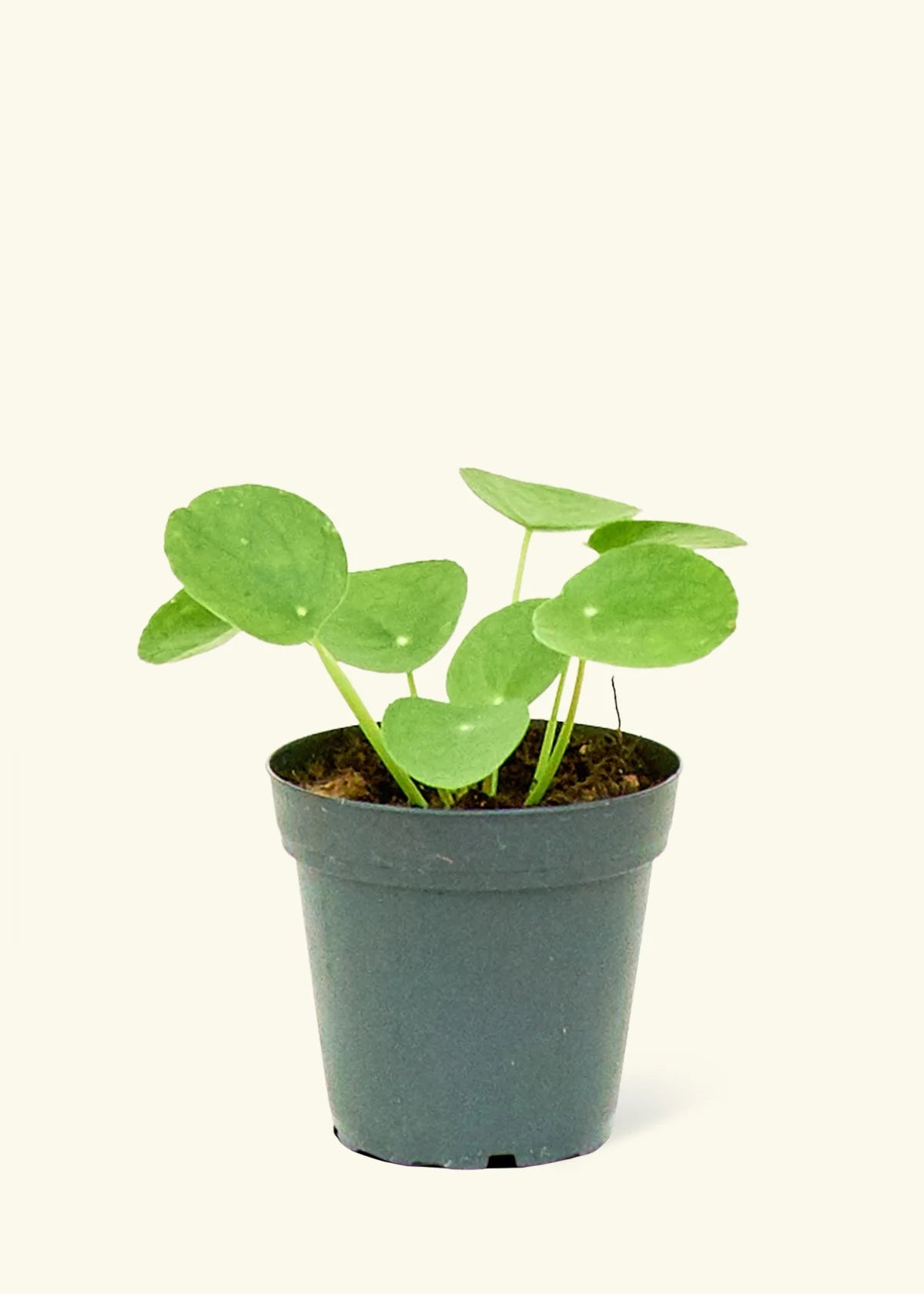 4” Pilea Chinese Money Plant