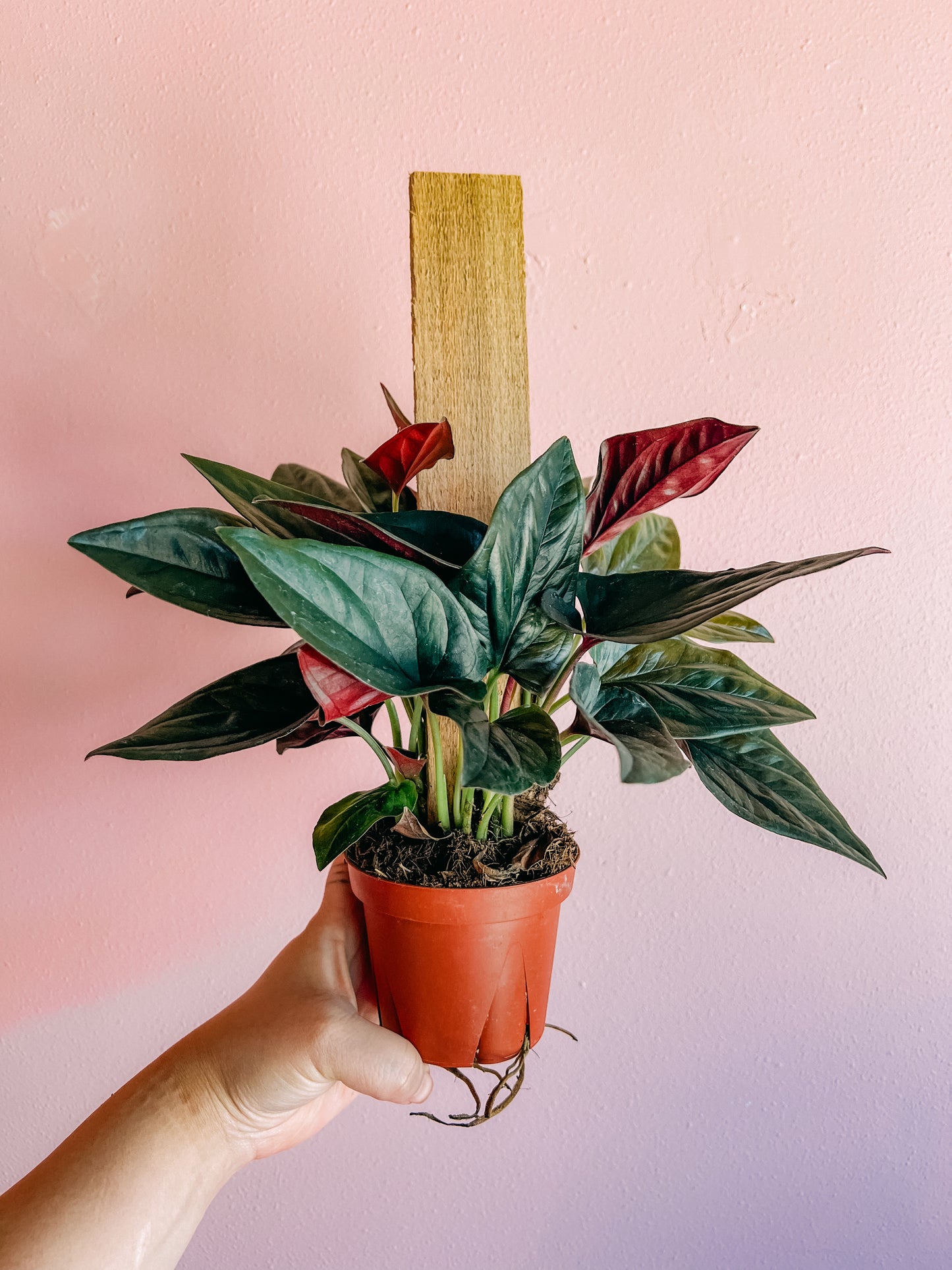4” Red Arrow Pole Plant