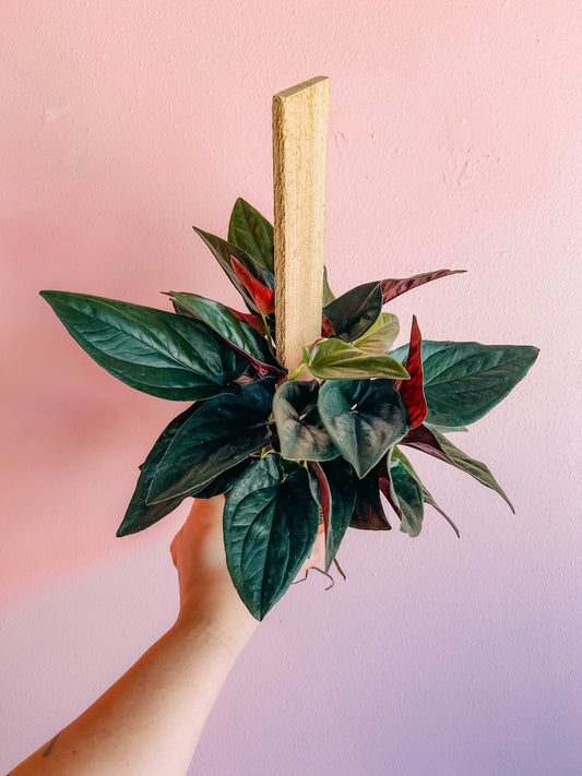 4” Red Arrow Pole Plant