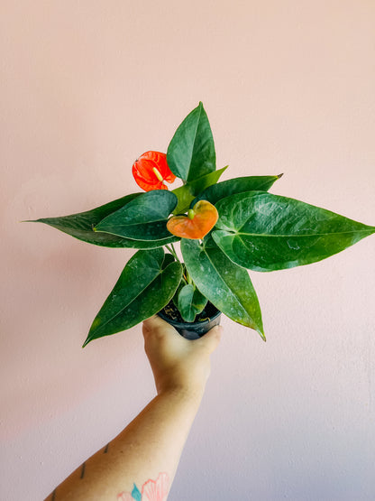 4” Anthurium