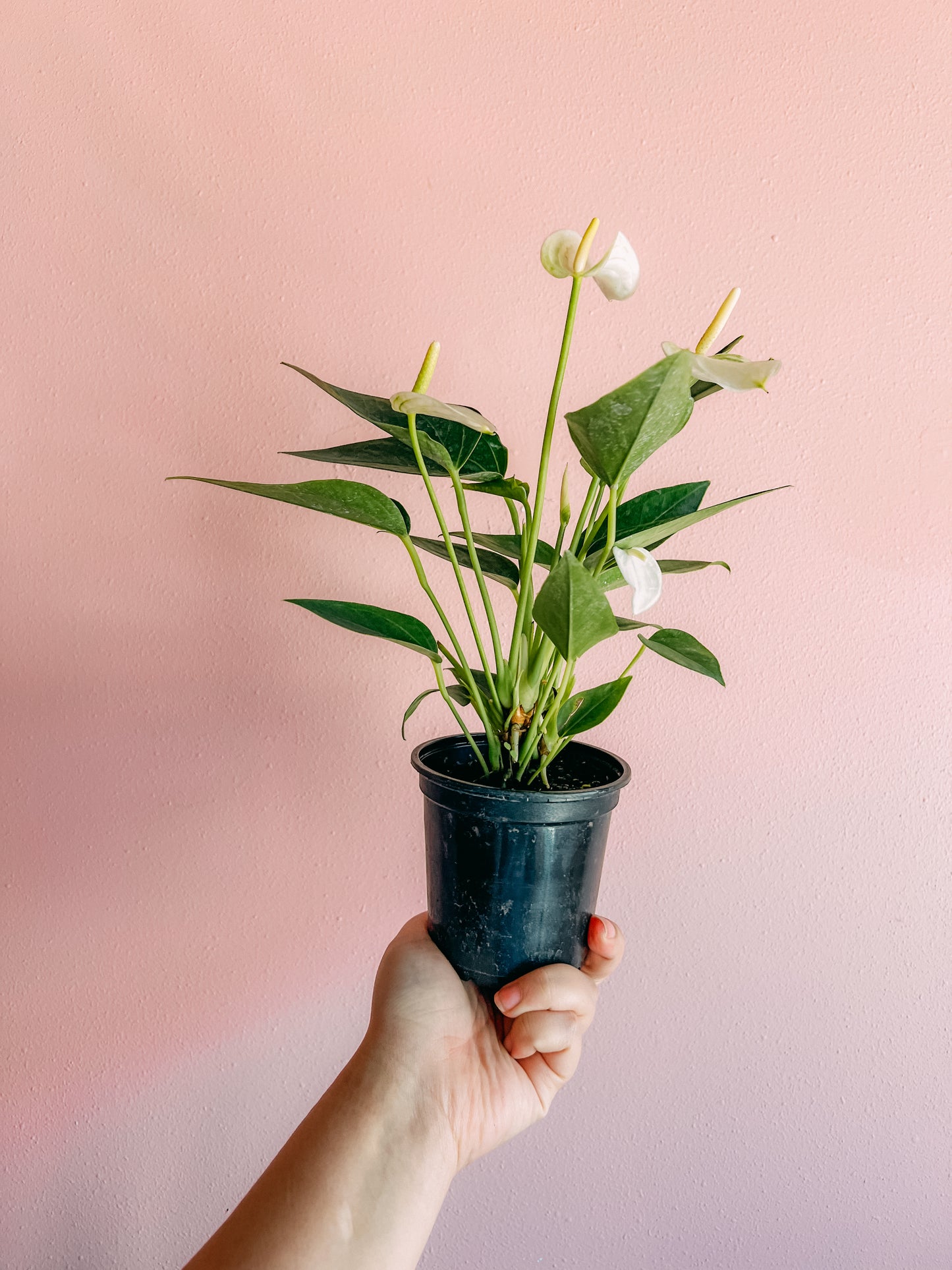 4” Anthurium
