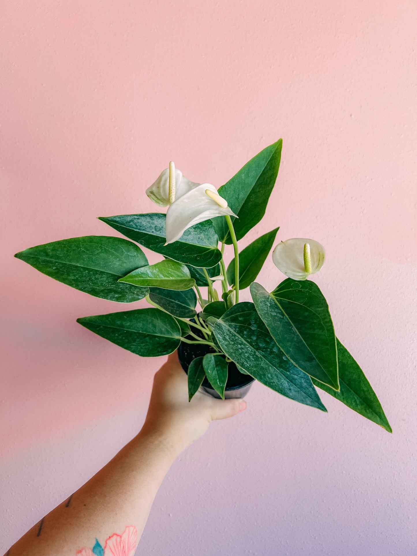 4” Anthurium