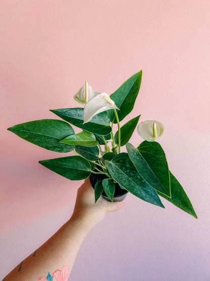 4” Anthurium