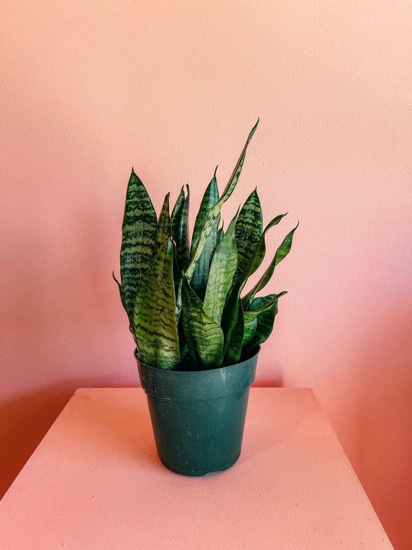 6” Snake Plants