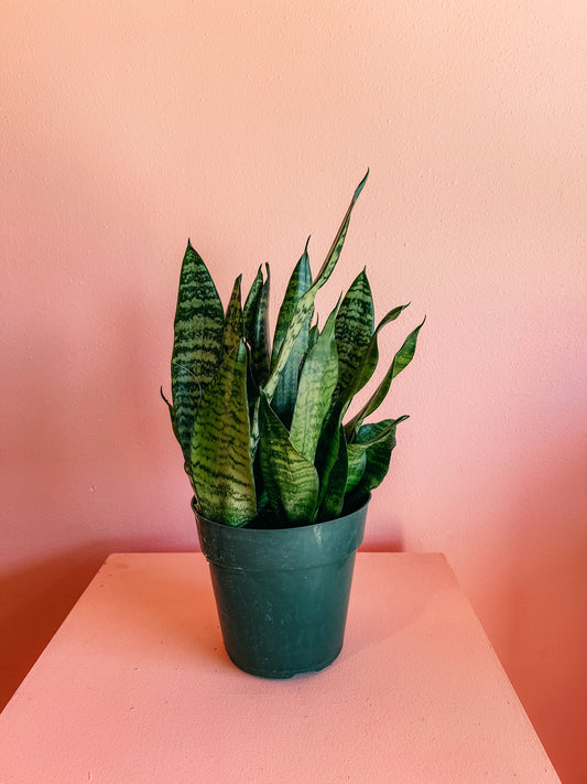 6” Snake Plants
