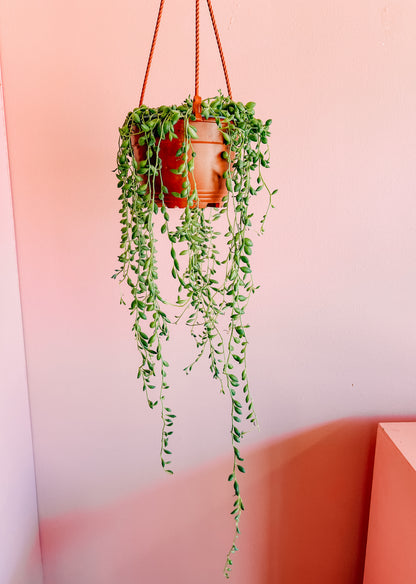 6” String of Tears Hanging Pot