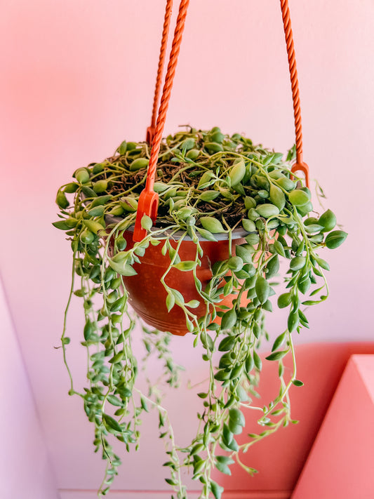 6” String of Tears Hanging Pot