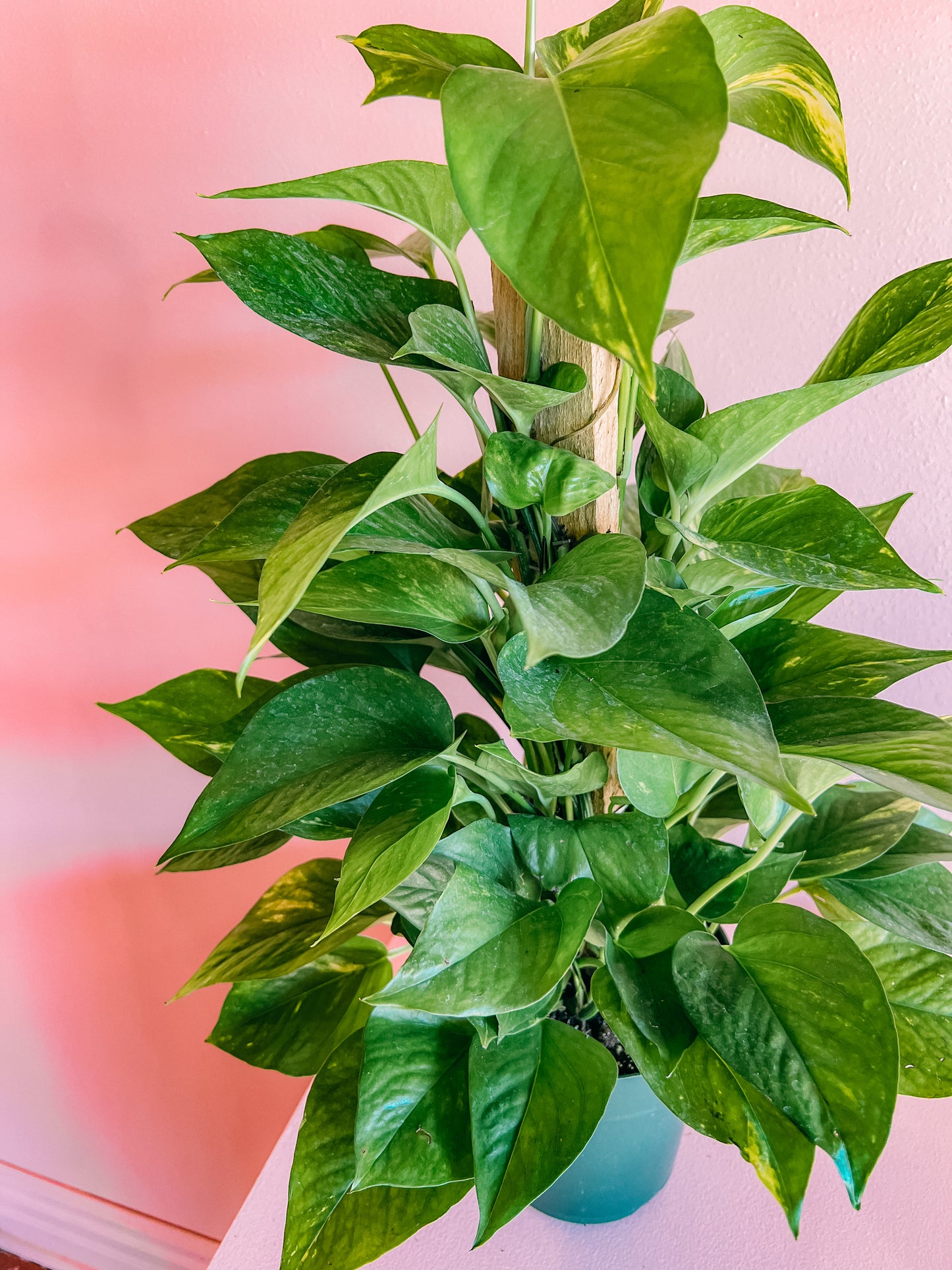 6” Pole Pothos