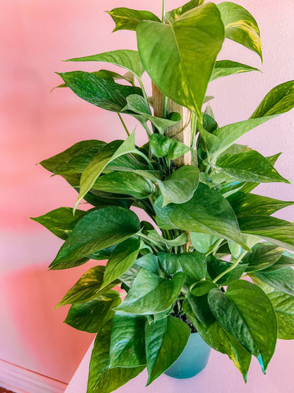 6” Pole Pothos