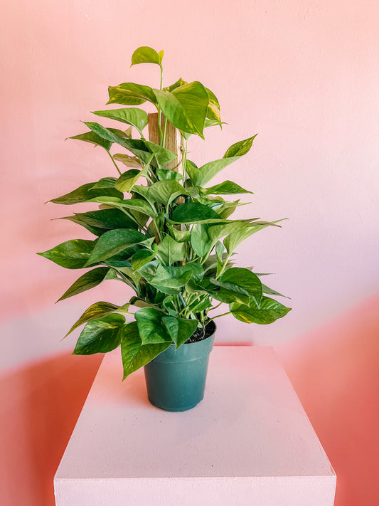 6” Pole Pothos