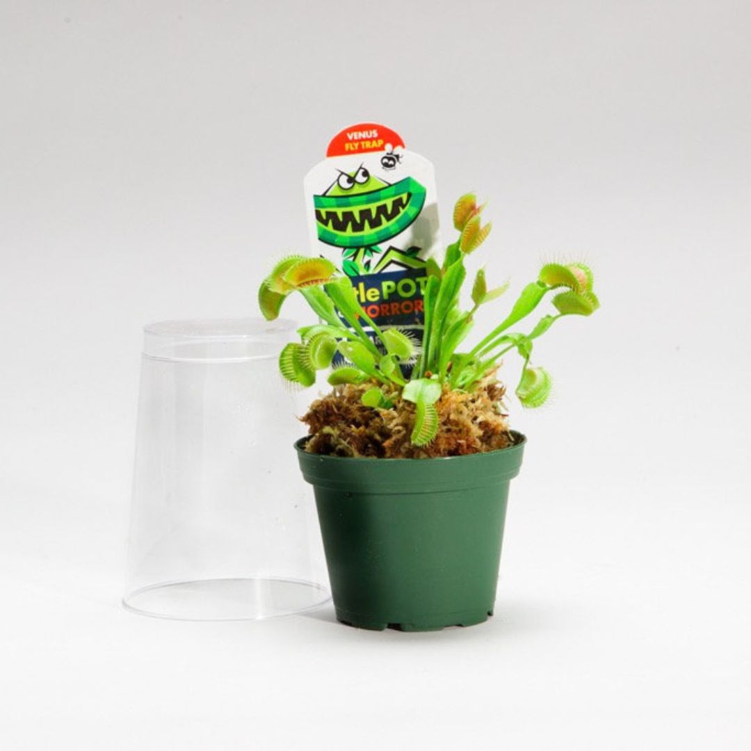 3” Venus Fly Trap