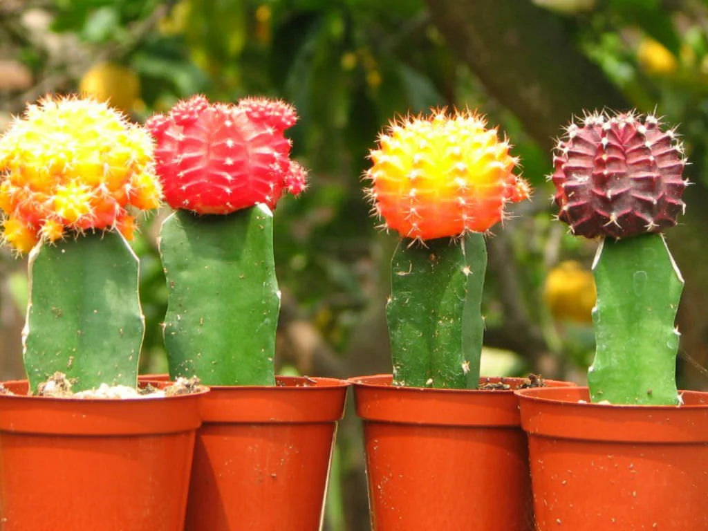 4” Grafted Cactus