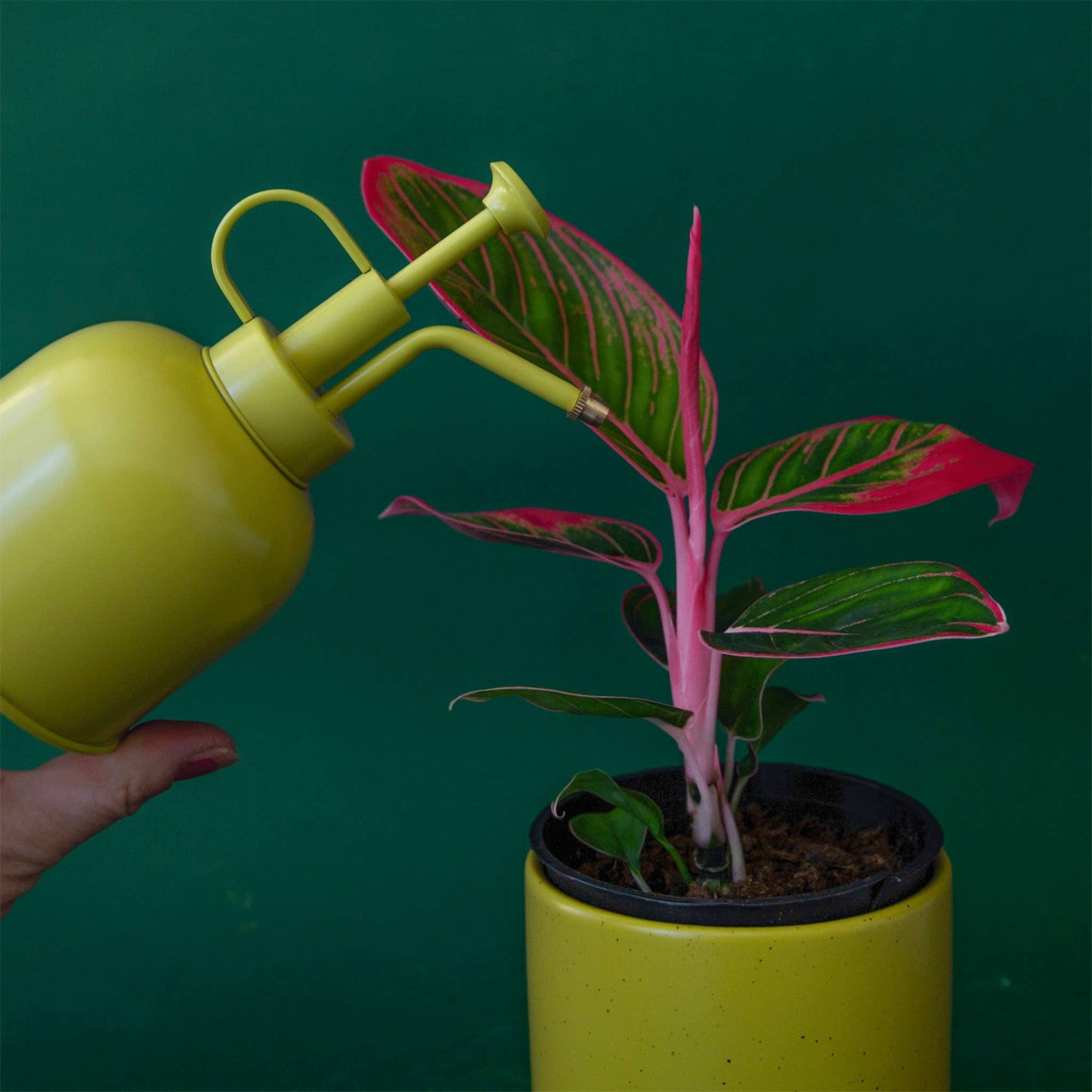 Plant Mister